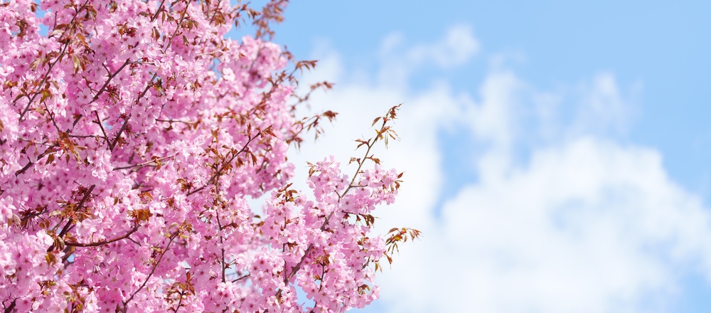 Beautiful,Spring,Day,,Cherry,Blossom,Against,Blue,Sky,In,Park,