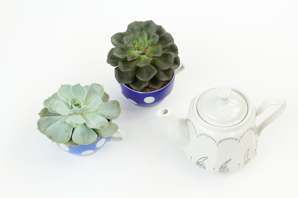 Two,Succulent,Plants,Echeveria,In,Blue,Spotted,Teacups,And,White